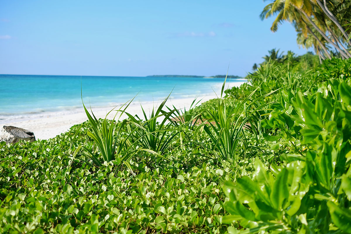 Kandima, Maldive islands, blue sky, Indian Ocean, beach, palms, vegetatoin ,blog post about Maldives on lifetime-pieces.com