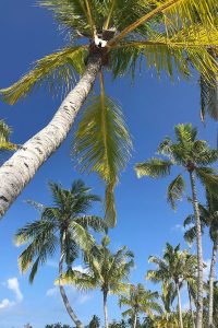 Kandima, palms, blue sky, blog post about Maldives on lifetime-pieces.com
