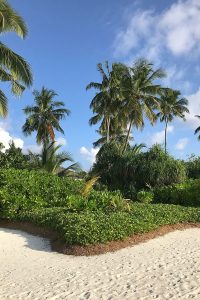 Kandima, green vegetation, palms, sand, beach, blue sky, blog post about Maldives on lifetime-pieces.com