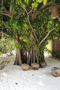 Fushifaru, banyan tree, sand, grey swing, wooden seats, lantern, blog post about Maldives on lifetime-pieces.com